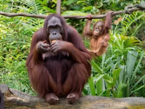 Where to see orangutans