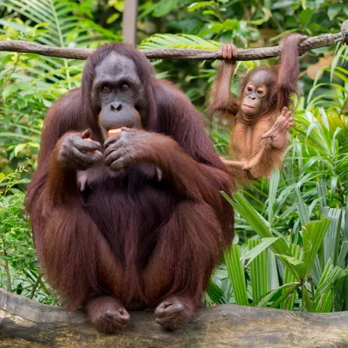orangutan Where to see orangutans