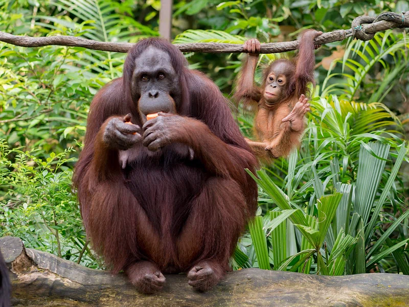 Where to see orangutans
