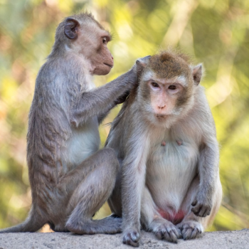 Urban Wildlife Internship