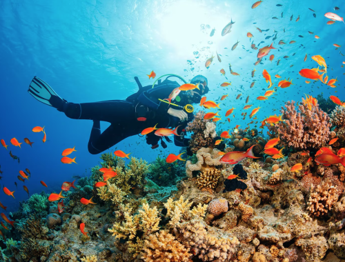 Bali marine conservation volunteer
