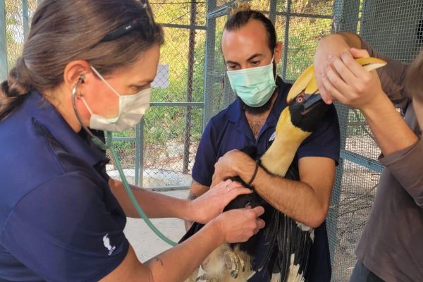 Laos wildlife veterinary internship