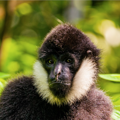 laos wildlife conservation