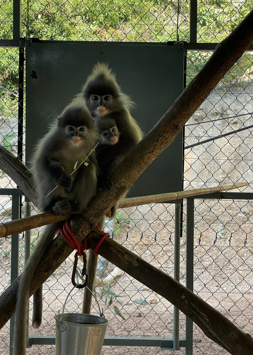 Laos wildlife husbandry internship