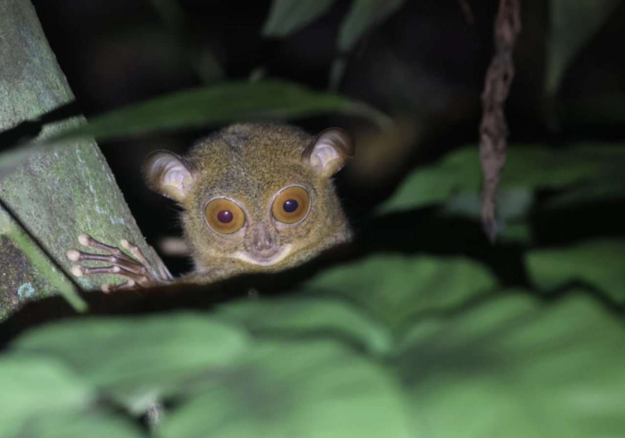 Ultimate Naturalist Borneo Tour