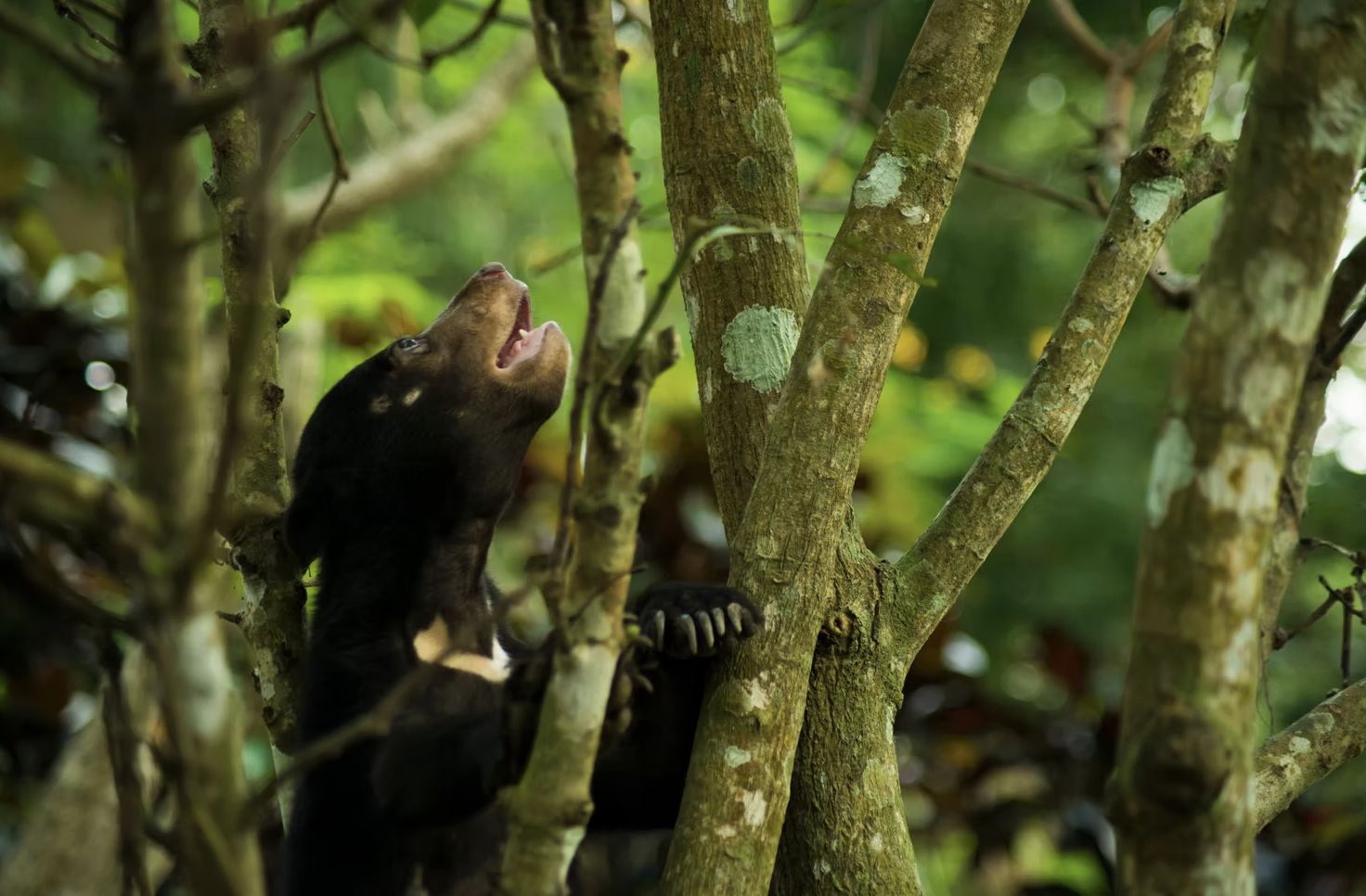 Wildlife photography and videography