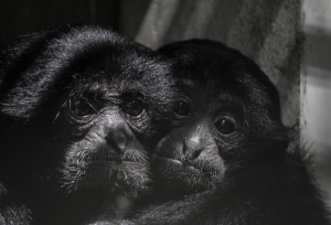 Java wildlife 5
