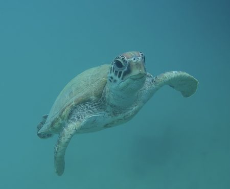 Turtle conservation internship