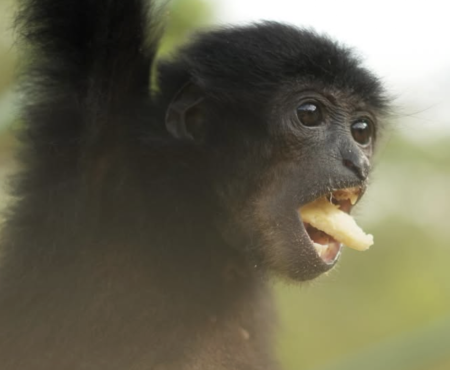 Sumatra Wildlife Veterinary Internship