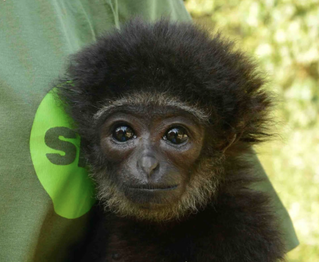 Sumatra Primate and Bear Rescue